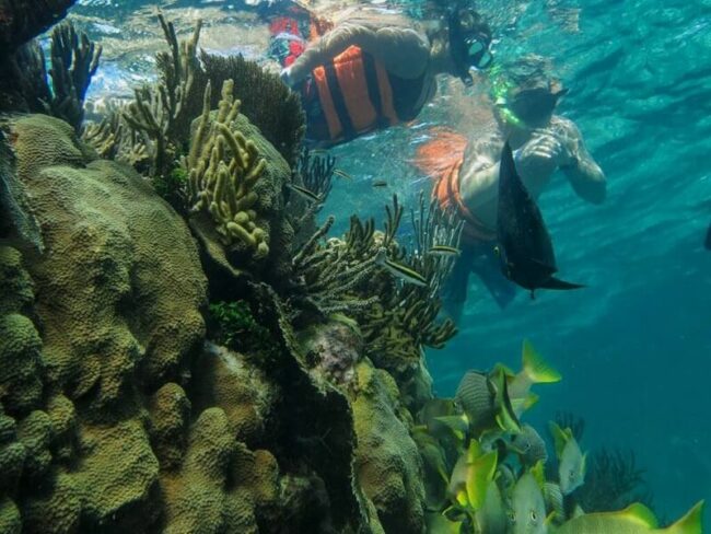 Have a great time watching the fish swim beside you and enjoy seeing beautiful coral reefs throughout the half day sail cat