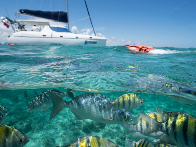 In our Half Day Catamaran Isla Mujeres Tour you will get the chance to have this amazing experience with beautiful and colourful fish