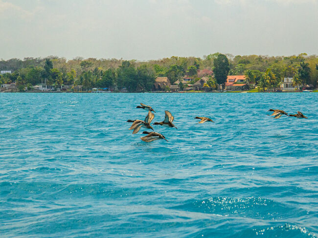 For the bird-watching lovers, Experience getting to see birds in Bacalar 7 Colors Lagoon flying next to you throughout the boat ride