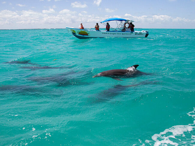 Get onboard a Sian Kaan Full Adventure excursion, watch dolphins swim beside you while onboard, and snorkel in turquoise waters!