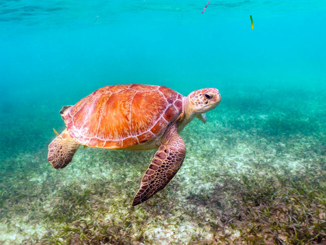 Snorkel in clear and transparent waters at the Sian Kaan Full Adventure Excursion! Get the chance and experience the mesmerising moment of seeing turtles in their natural habitat and also seeing manatees and dolphins roaming around