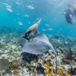 Get to know many types of fish and be surrounded by them while swimming in crystal clear waters here at our half day private catamaran to Isla Mujeres tour.