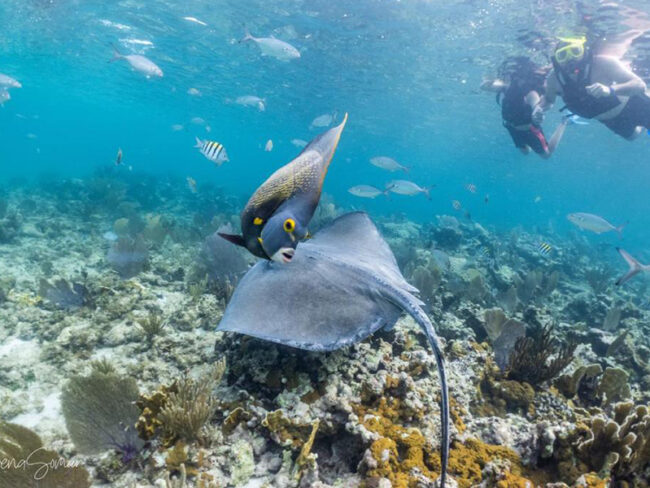 Get to know many types of fish and be surrounded by them while swimming in crystal clear waters here at our half day private catamaran to Isla Mujeres tour.