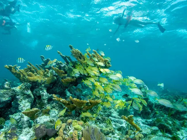 Snorkel and get to know the nice feeling of swimming with fish and seeing the colourful coral reefs here at the Full Day Private Sail Cat 30 Guests to Isla Mujeres